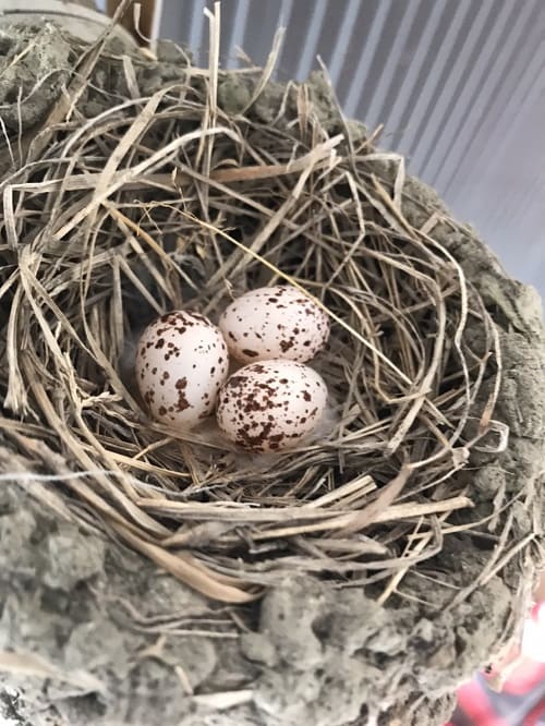 つばめの卵 株式会社 樋口工務店